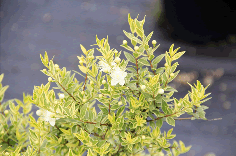 太阳GG·(中国区)官方网站