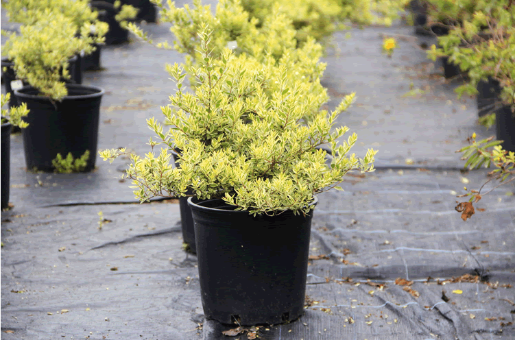 太阳GG·(中国区)官方网站